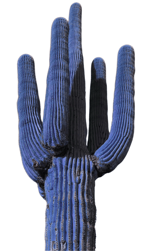 Cactus Azul illustration